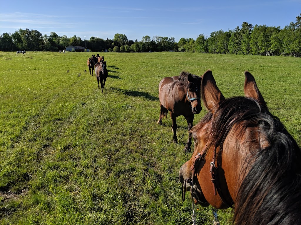 Willis Ranch & Stables | 288 White Water Rd, Pembroke, ON K8A 6W4, Canada | Phone: (613) 732-5645