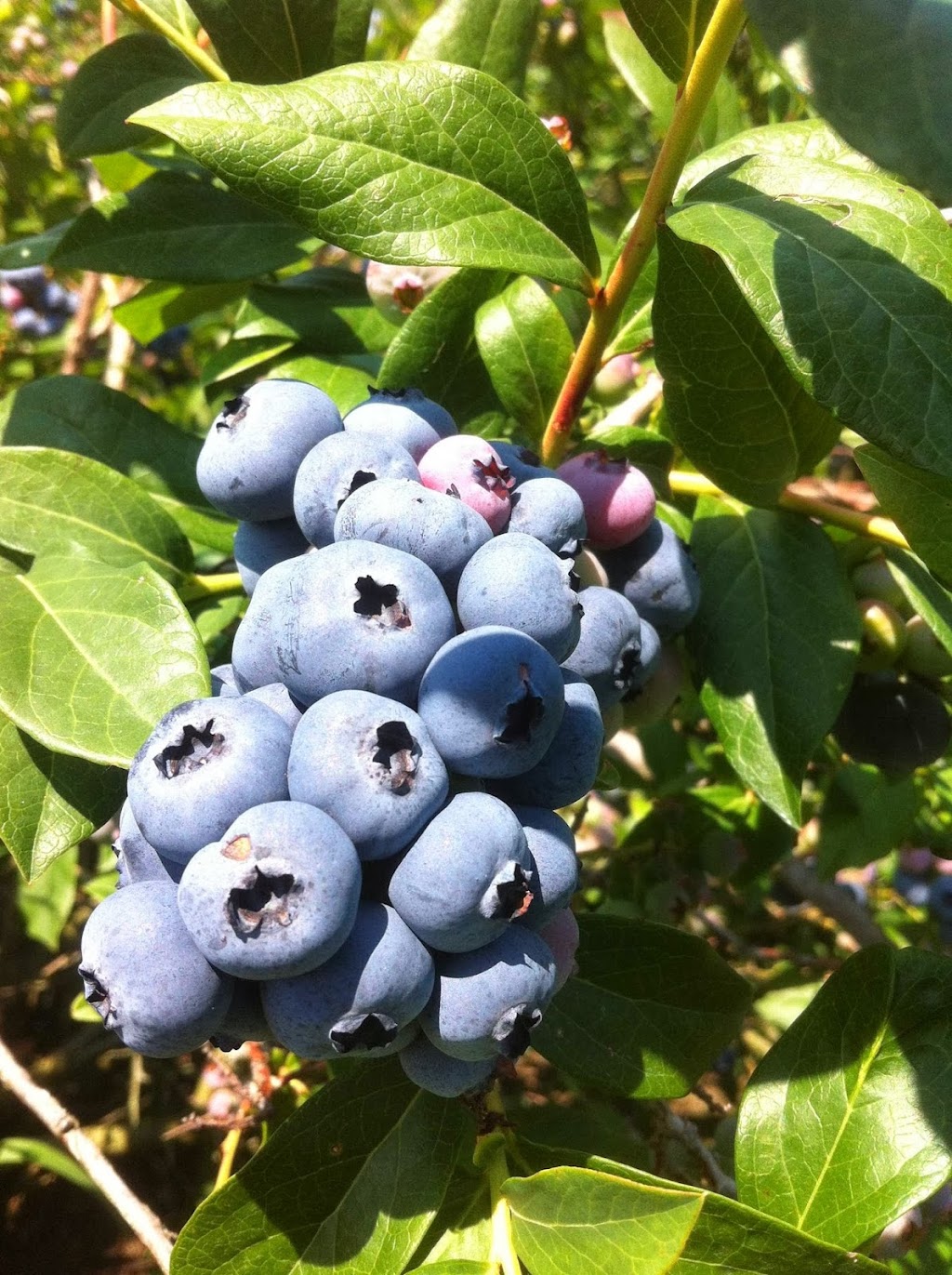 La bleuetière OliDan | 2840 Rang des Savary, Saint-Antoine-Abbé, QC J0S 1N0, Canada | Phone: (450) 210-1043