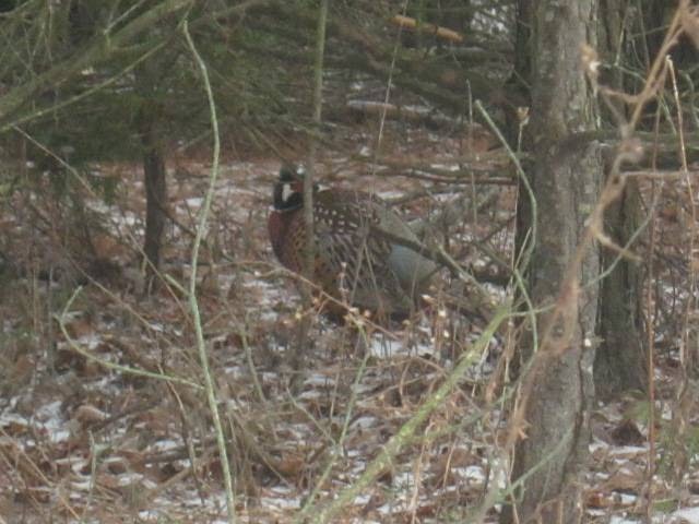 Game Bird Hunting Ontario (On the Wing Game Birds) | ON-6, Durham, ON N0G 1R0, Canada | Phone: (519) 369-8023