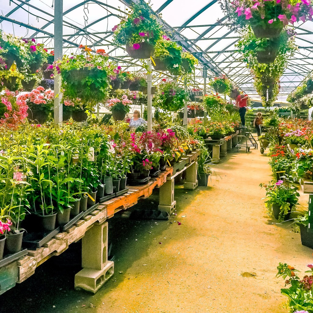 Kennedy Greenhouses | 11574 Kennedy Rd, Markham, ON L6C 1P3, Canada | Phone: (905) 887-1130