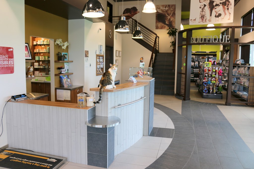 Veterinary Hospital Inc. Roussillon. | 5022 QC-132, Sainte-Catherine, QC J5C 1L8, Canada | Phone: (450) 638-1825