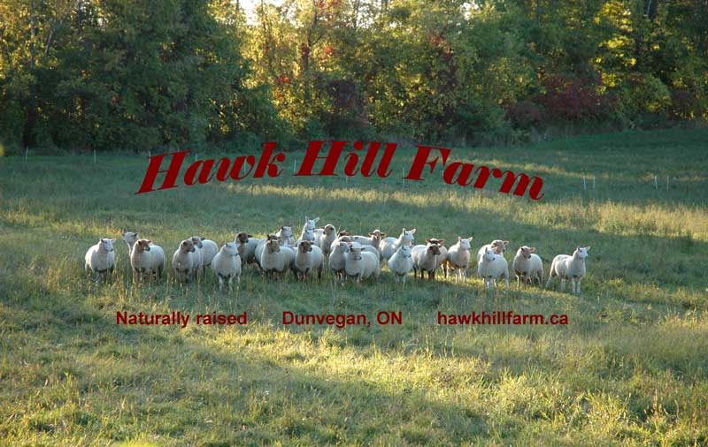 Hawk Hill Farm | County Rd 24, Dunvegan, ON K0C 1J0, Canada | Phone: (613) 527-1897