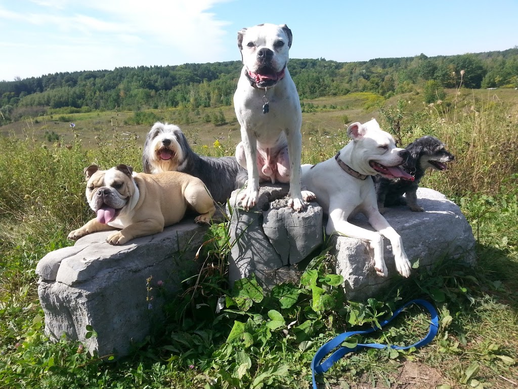 Canine Crew Adventures | Simcoe St, Port Perry, ON L9L 1M3, Canada | Phone: (905) 644-9287