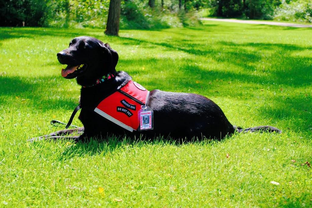 Thames Centre Service Dogs | 23698 Sutherland Rd, Mount Brydges, ON N0L 1W0, Canada | Phone: (519) 318-4658