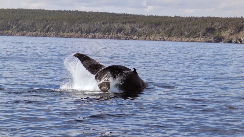 Molly Bawn Whale-Puffin Tours | Gus OReillys Road, Mobile, NL A0A 3A0, Canada | Phone: (709) 334-2621