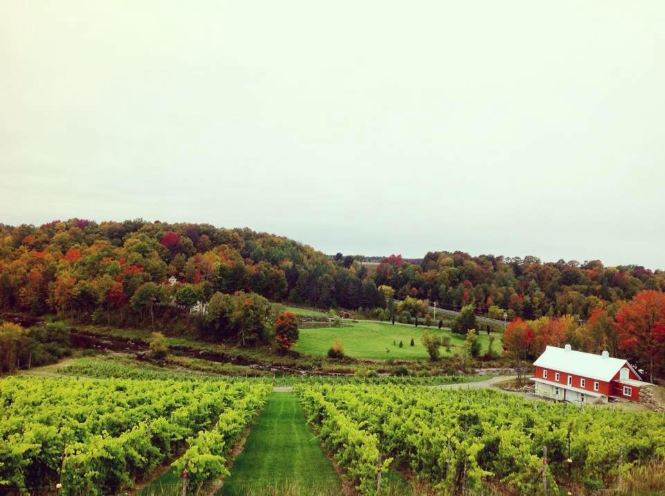 Vignoble Coteau des Artisans | 1680 Chemin de Béthanie, Béthanie, QC J0H 1E1, Canada | Phone: (450) 548-8467