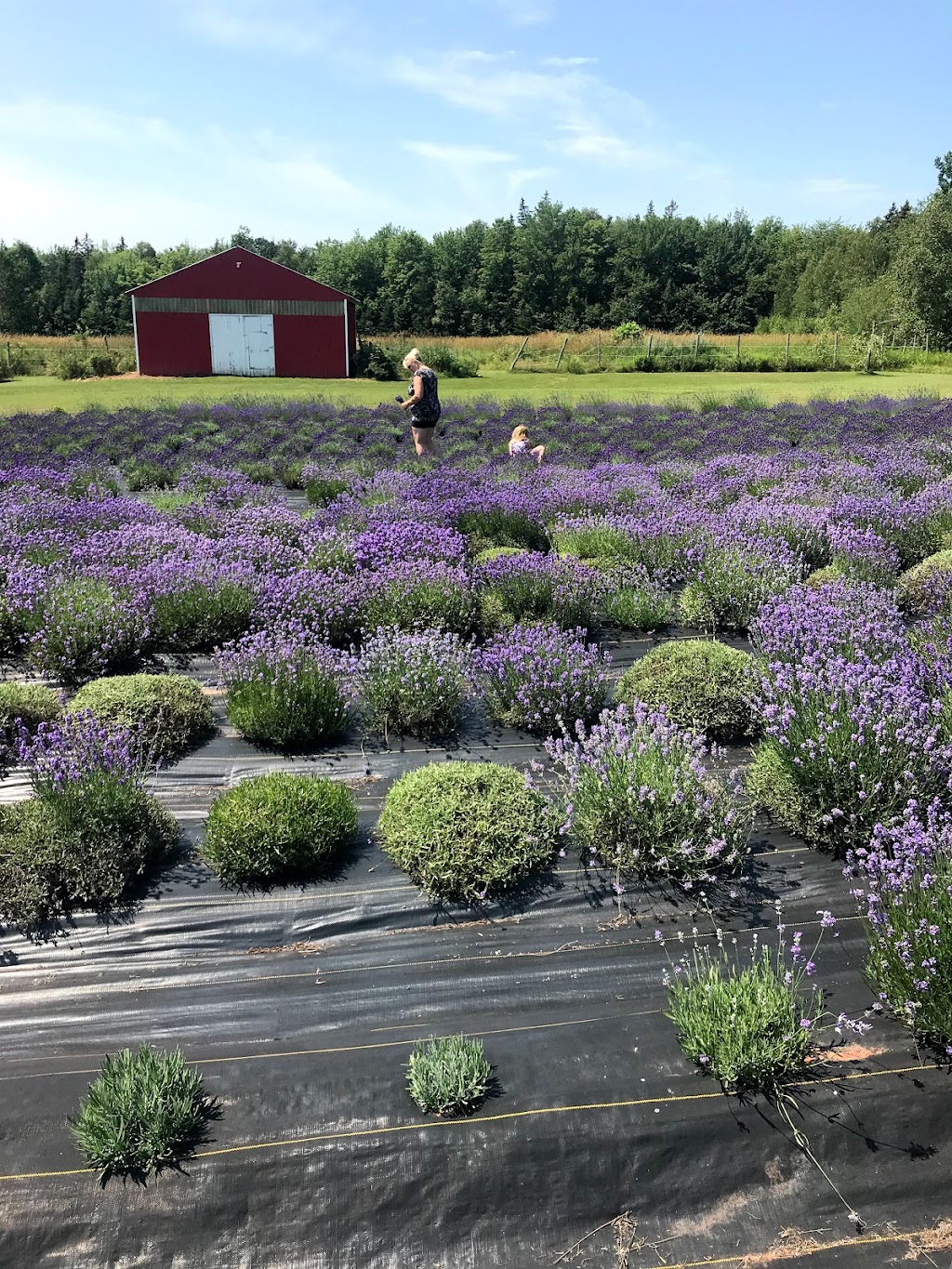 Laughing Lavender U-Pick | 86 Vernonn Muttart Rd, Borden-Carleton, PE C0B 1X0, Canada | Phone: (902) 992-2076