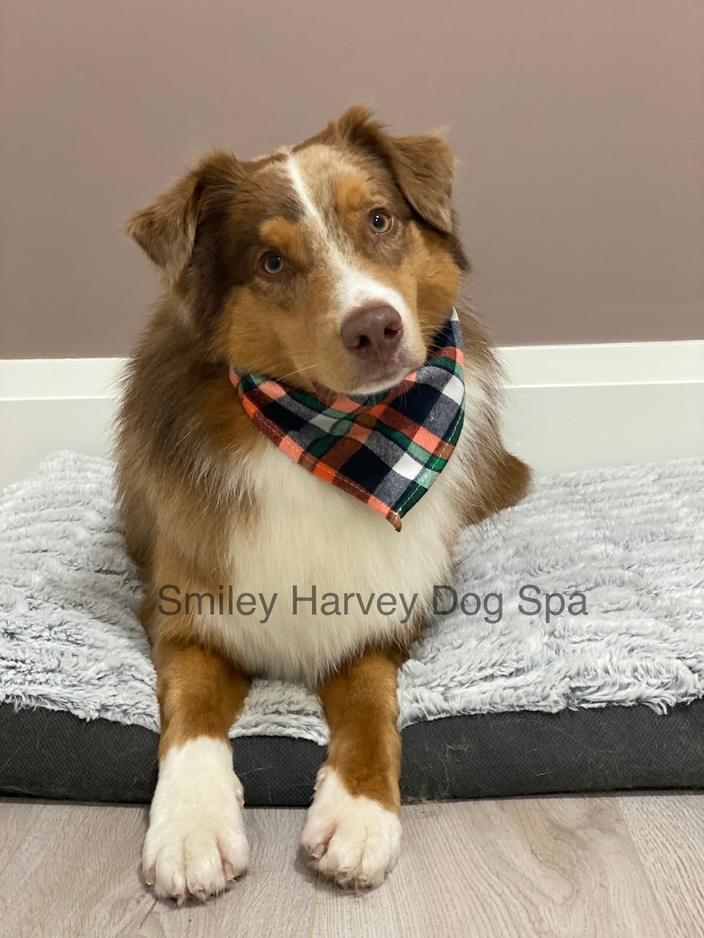 Smiley Harvey Dog Spa | 15 Henderson Ave, Thornhill, ON L3T 2K4, Canada | Phone: (289) 597-2366