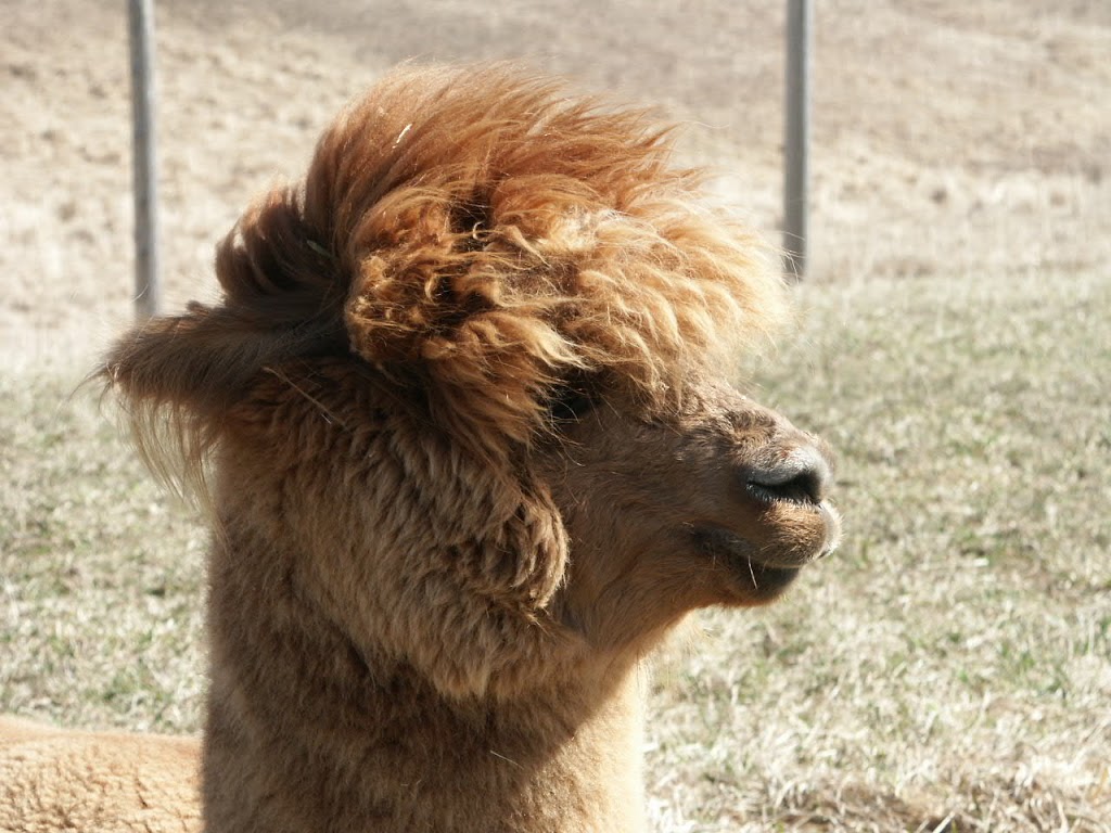 Great Canadian Alpaca Ranch | 223 Milgate Rd, Grafton, ON K0K 2G0, Canada | Phone: (905) 349-3722