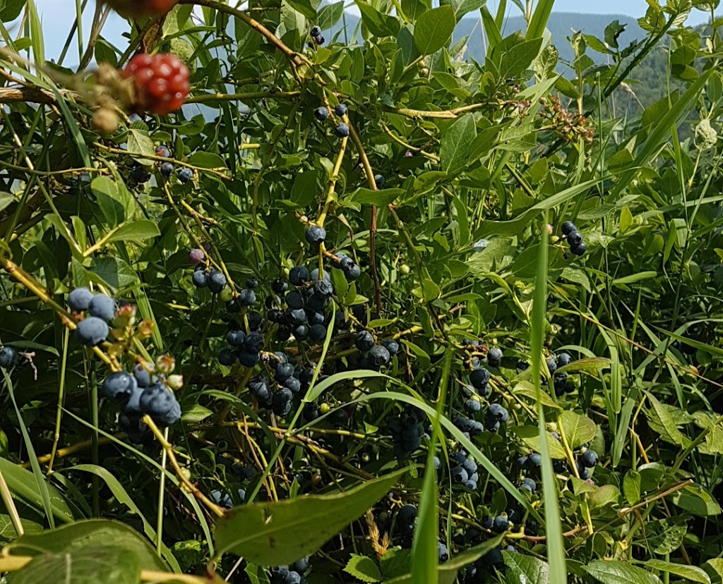 Forstbauer Family Natural Food Farm | 49350 Prairie Central Rd, Chilliwack, BC V2P 6H3, Canada | Phone: (604) 794-3999