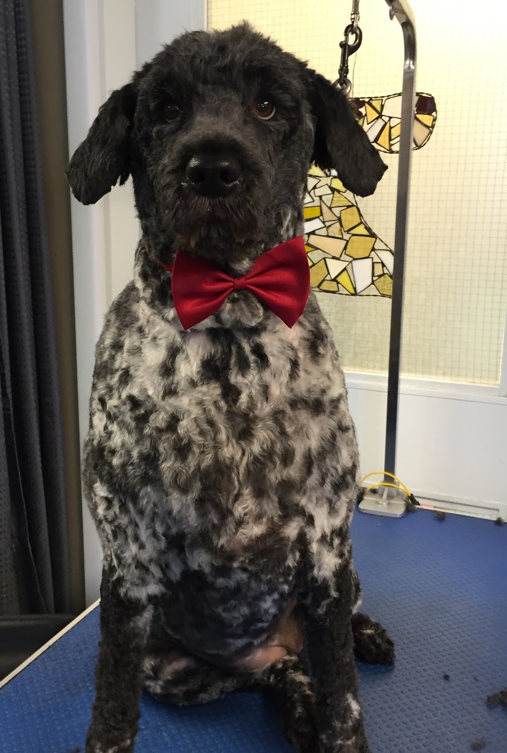 Dogfather Grooming | 2817 Bishop Mountain Rd, Kingston, NS B0P 1R0, Canada | Phone: (782) 352-1051