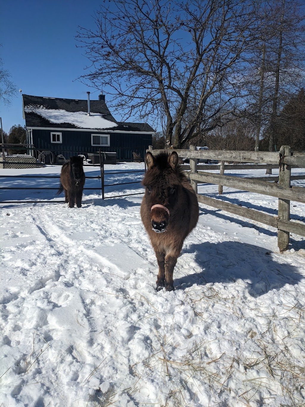 Donkey and Alpaca Experience | 136465 Grey County Rd 40, Chatsworth, ON N0H 1G0, Canada | Phone: (519) 477-0887