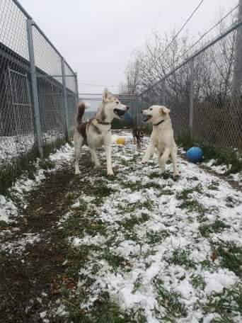 Centre Canin de Trois-Rivières | 8525 Rue Alexandre, Trois-Rivières, QC G9B 2J9, Canada | Phone: (819) 692-7020