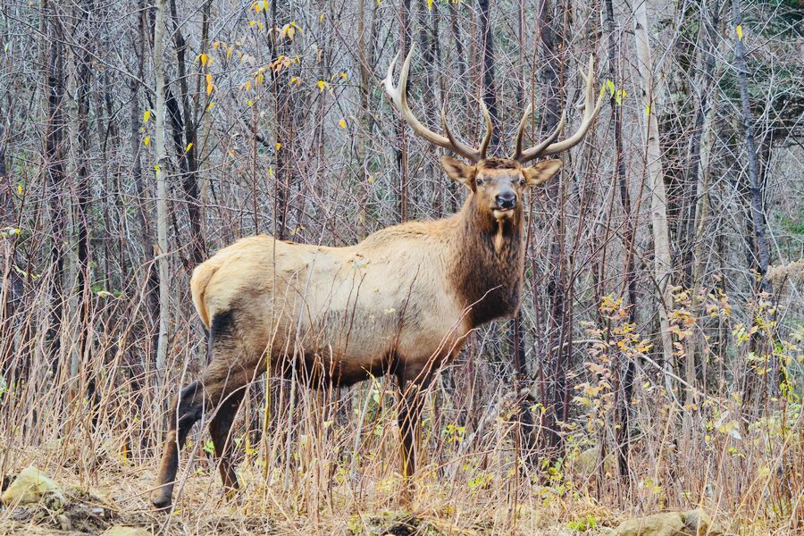 Pourvoirie Genessee | 200, chemin des Sucreries, LAnge-Gardien, QC G0A 2K0, Canada | Phone: (418) 953-4379