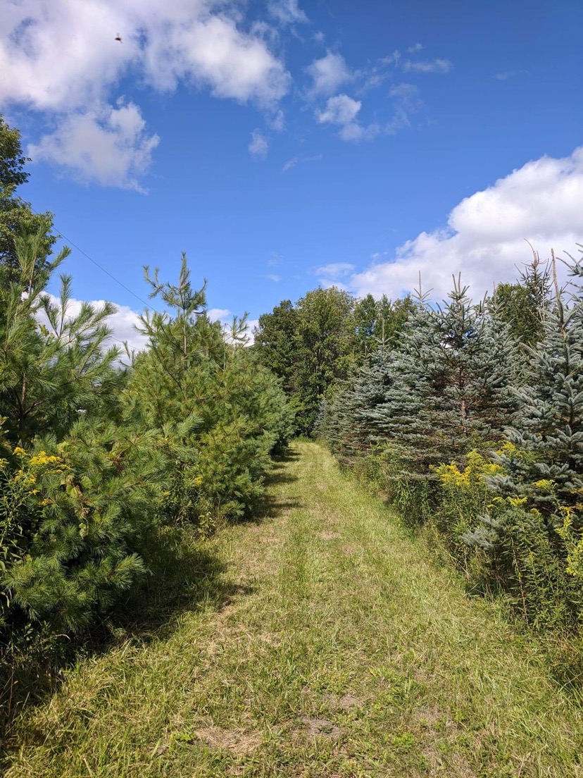 Whispering Willow Christmas Tree Farm | 7113 Brown Rd, Brockville, ON K6V 5T2, Canada | Phone: (613) 620-3909