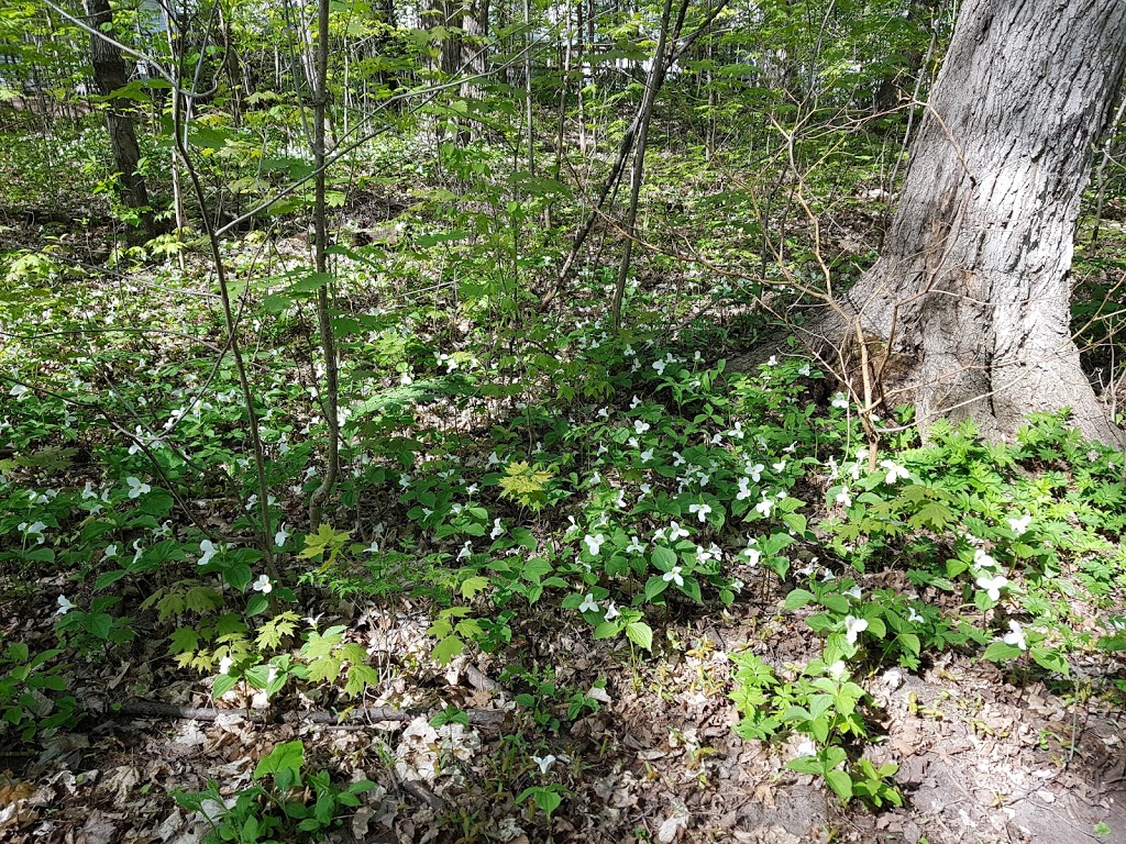 Réserve Naturelle du Boisé-Roger-Lemoine | Deux-Montagnes, QC J7R 7G4, Canada | Phone: (450) 473-2796