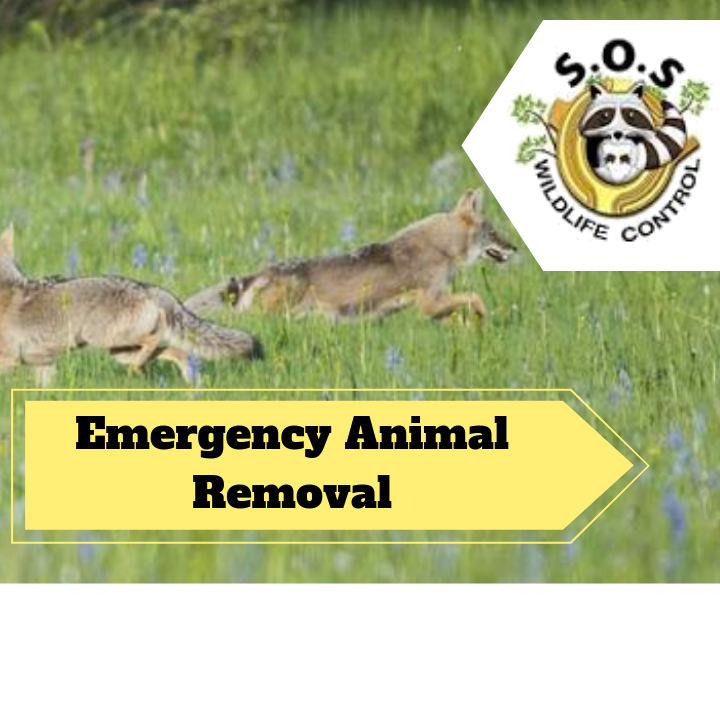 Markham Wildlife Removal | 9306 Bathurst St, Maple, ON L6A 4N9, Canada | Phone: (905) 218-3562