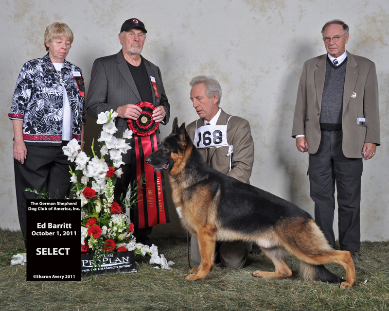 Edale German Shepherds | Cinnamon Dr, Alberta T0B 4J2, Canada | Phone: (780) 662-4843