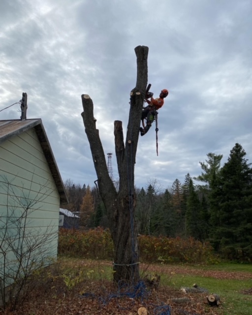 Arborist Alliance | 678 Brookside Rd, Sundridge, ON P0A 1Z0, Canada | Phone: (416) 220-7398