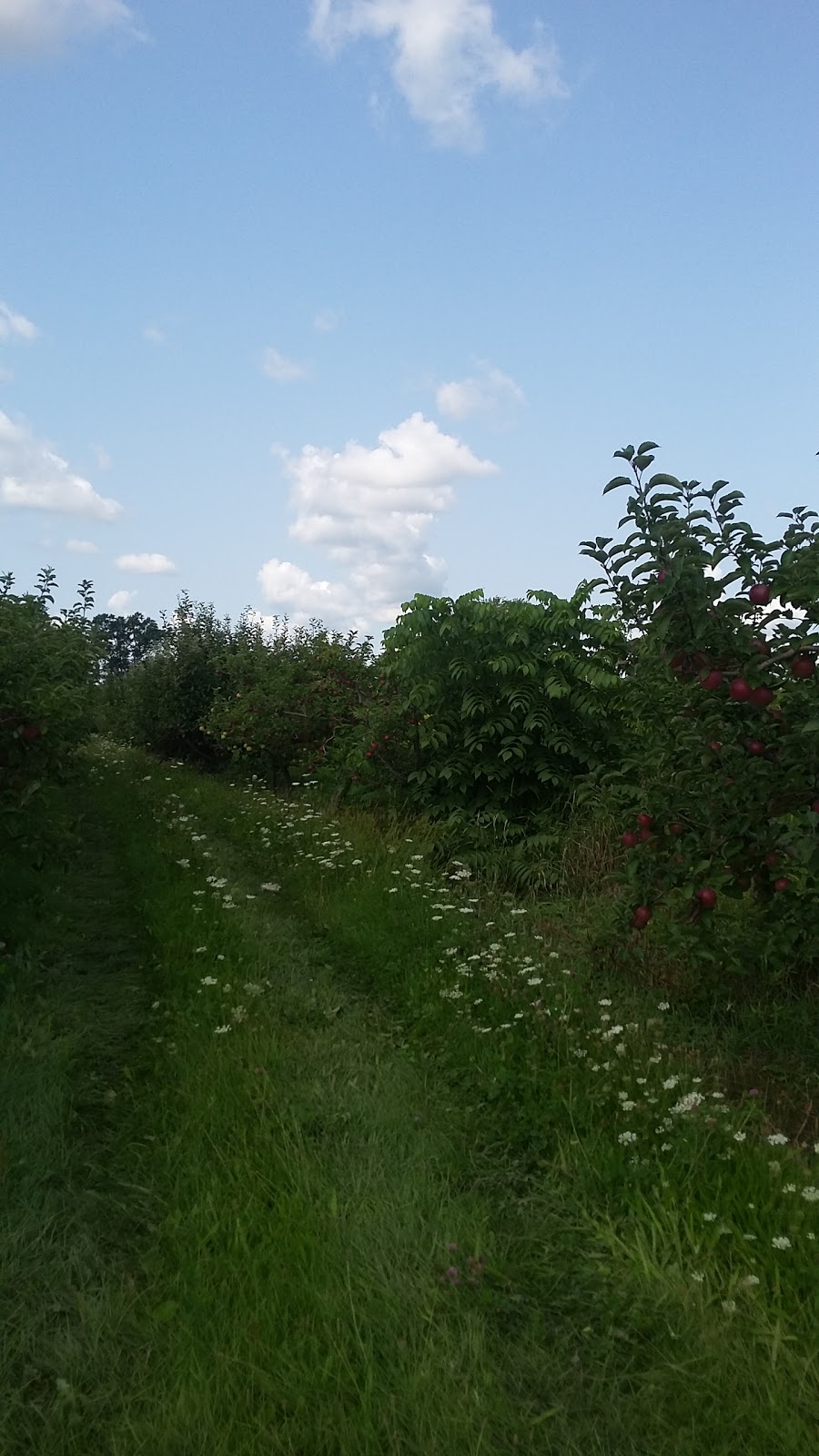 DeVries Fruit Farm | 825 Canboro Rd, Fenwick, ON L0S 1C0, Canada | Phone: (905) 892-8724