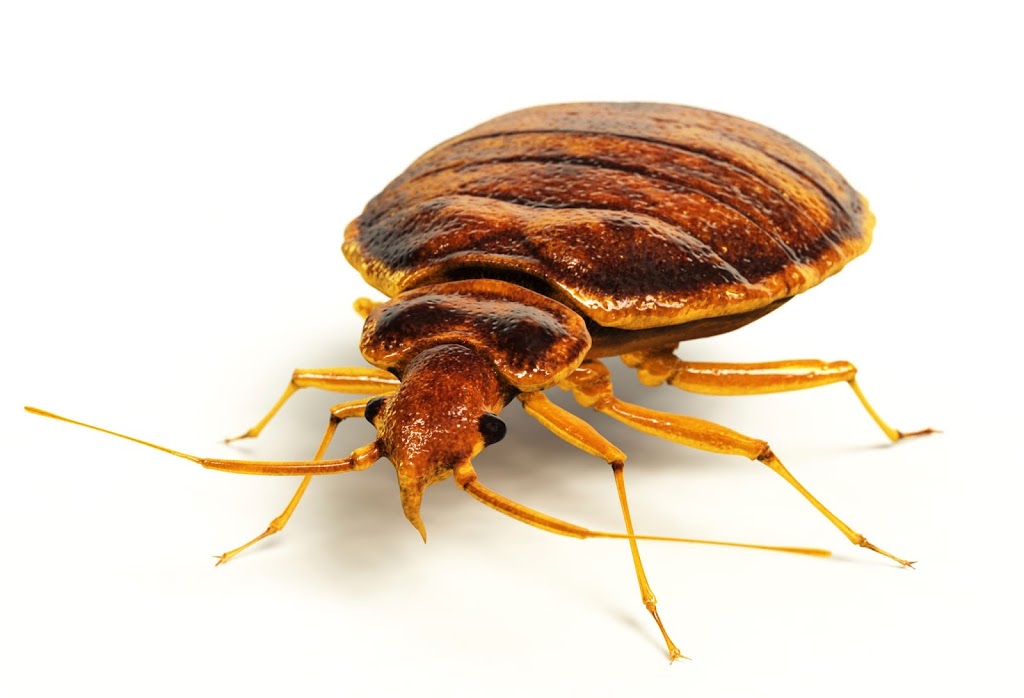 ROX Regina Bed Bug Removal | 302 Solomon Dr Unit 3B, Regina, SK S4N 5P7, Canada | Phone: (855) 280-0703