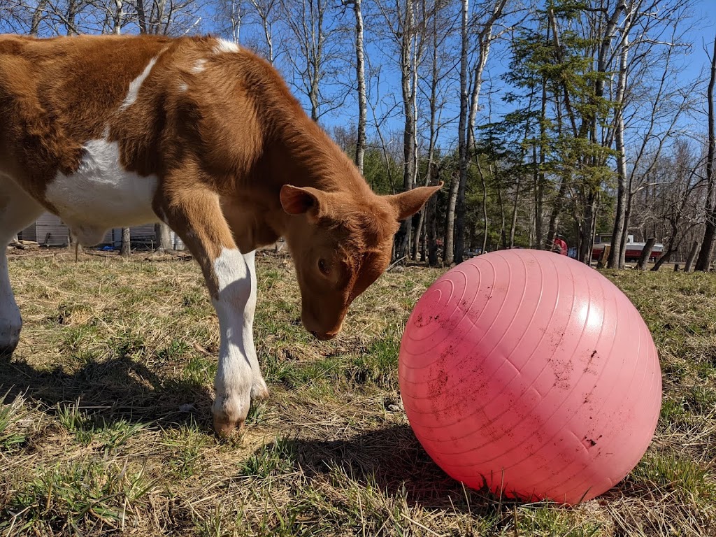 Ares Acres | 520 Scotchtown Rd, Scotchtown, NB E4B 1X8, Canada | Phone: (506) 259-7261