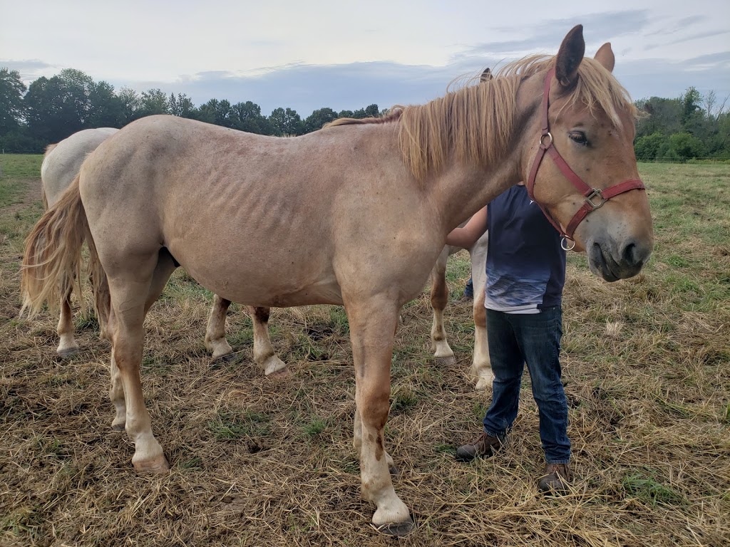 Gentle Giant Stables | 1320 Route 700 W, St-Albert, ON K0A 3C0, Canada | Phone: (613) 868-9590