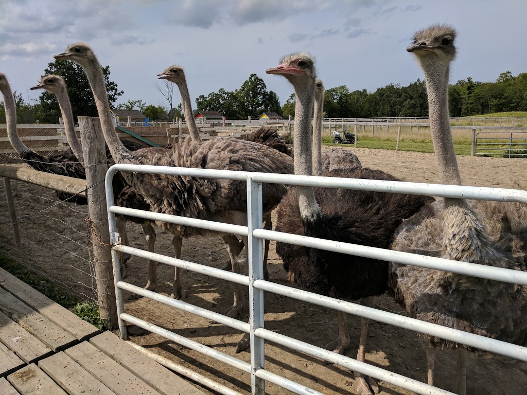 Ostrich Land Ontario | 8299 Concession Rd 2, Caistor Centre, ON L0R 1E0, Canada | Phone: (647) 988-0841