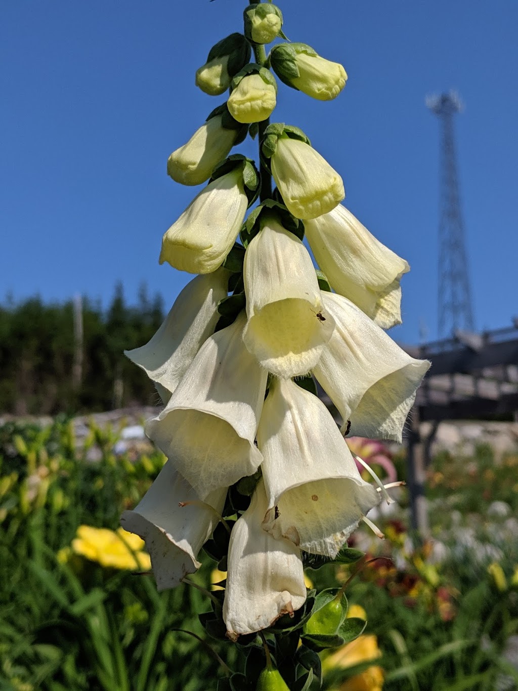 Harbour Breezes Daylilies | 10099 Nova Scotia Trunk 7, Head of Jeddore, NS B0J 1P0, Canada | Phone: (902) 889-3179