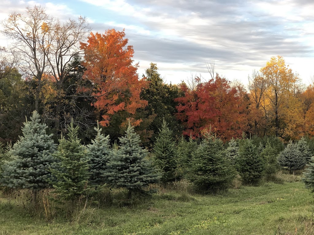 Spademan Tree Farm | 545 Durham Regional Rd 21, Port Perry, ON L9L 1B5, Canada | Phone: (905) 985-7291