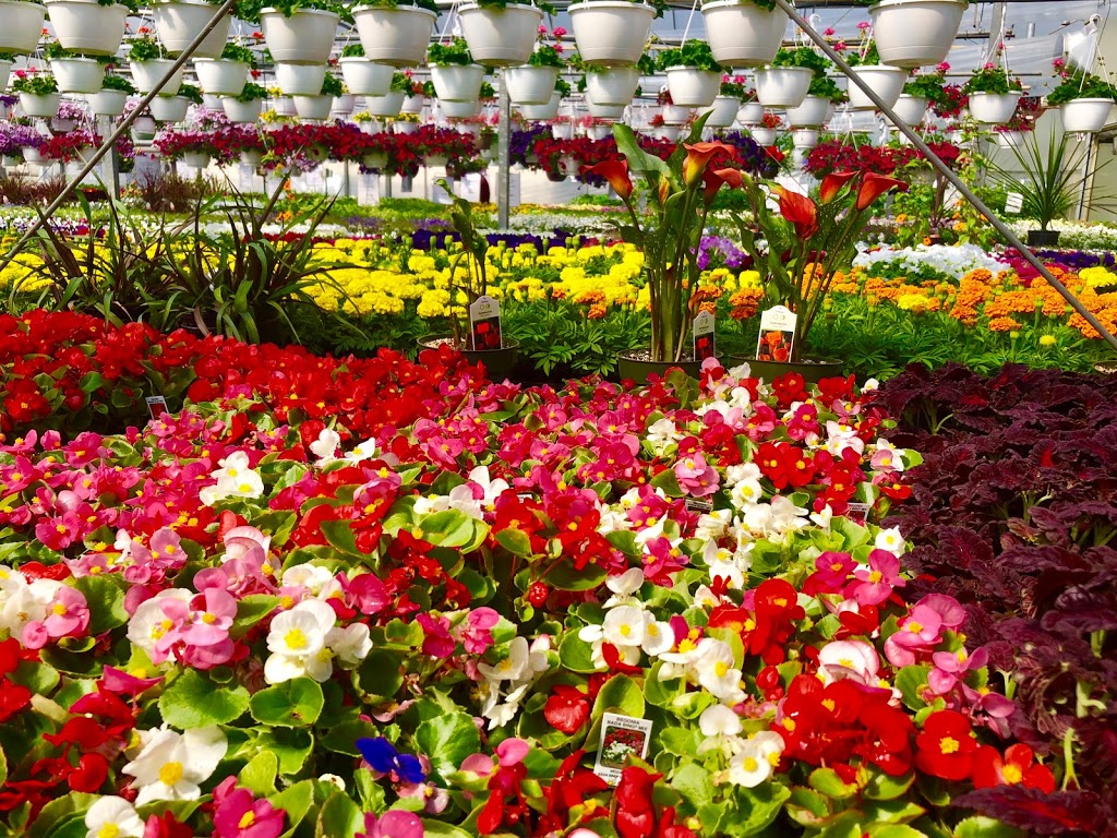 Bonnie Doon Flowers (Garden Centre) | 850 23 Ave NW, Edmonton, AB T6T 1J1, Canada | Phone: (780) 440-3053