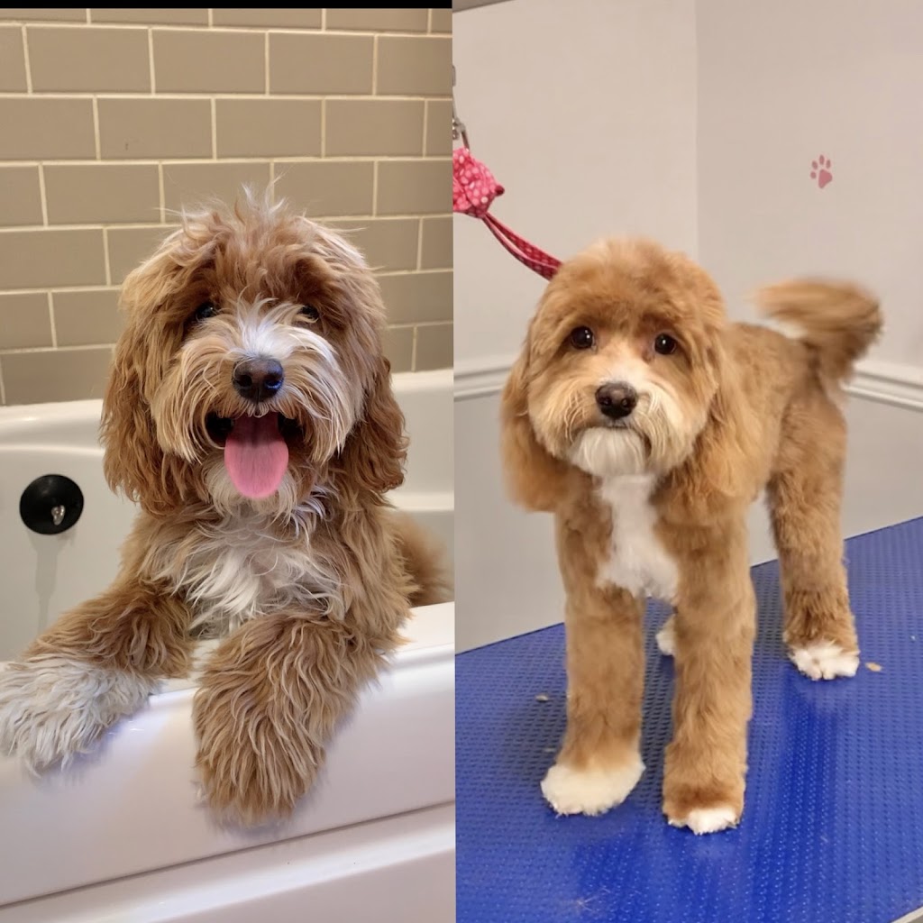 Pampered Pups Dog Grooming | 203 Walnut Crescent, Barrie, ON L4N 4J7, Canada | Phone: (705) 795-6201