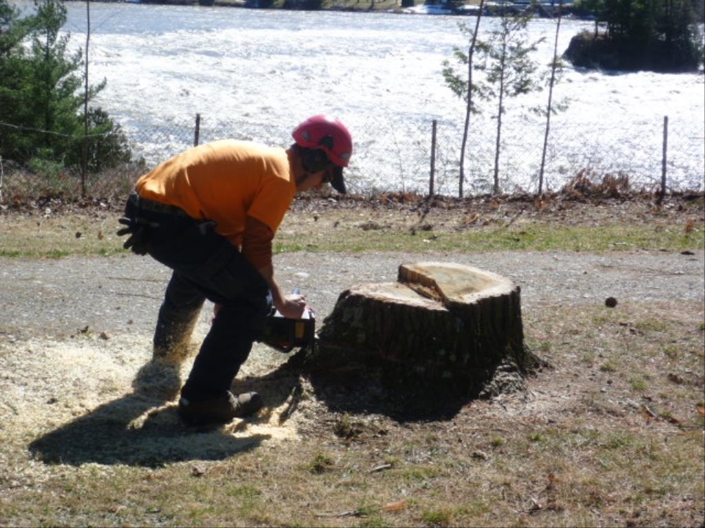 Arboriculture Renauld Vachon | 90 Rue du Lac, Scott, QC G0S 3G0, Canada | Phone: (418) 387-8376