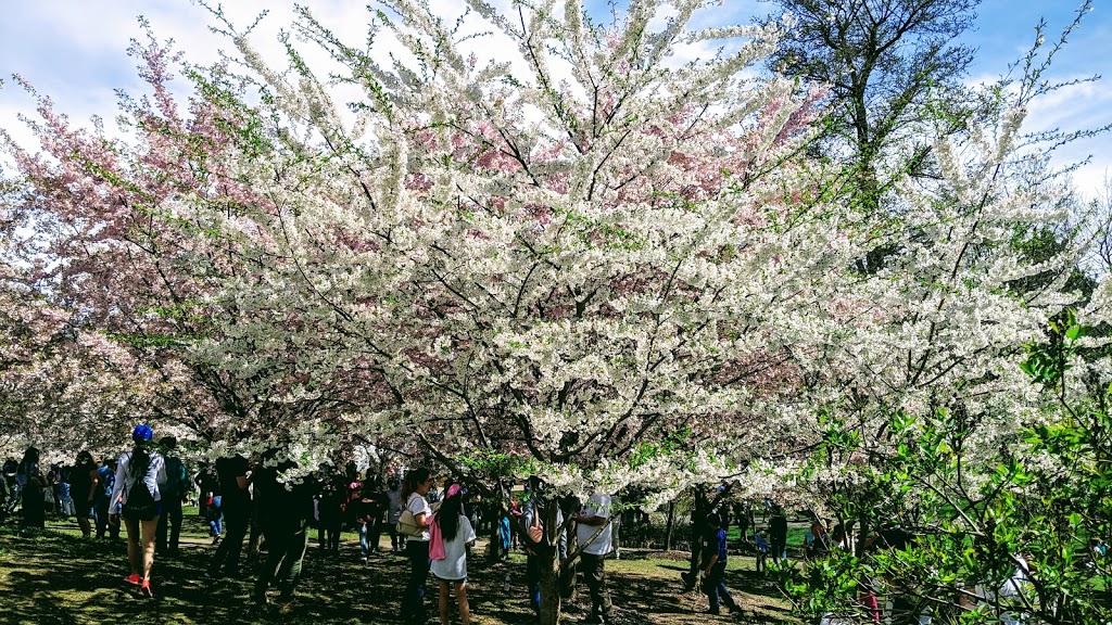 Japanese Garden | 1 Museum Ct, Buffalo, NY 14216, USA | Phone: (716) 873-9644