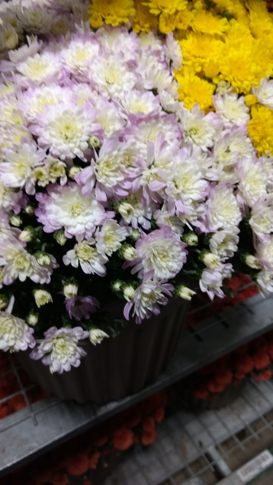 Ontario Flower Growers Co-Op Ltd-Auction | 910 Mid-Way Blvd, Mississauga, ON L5T 1T9, Canada | Phone: (905) 670-9556