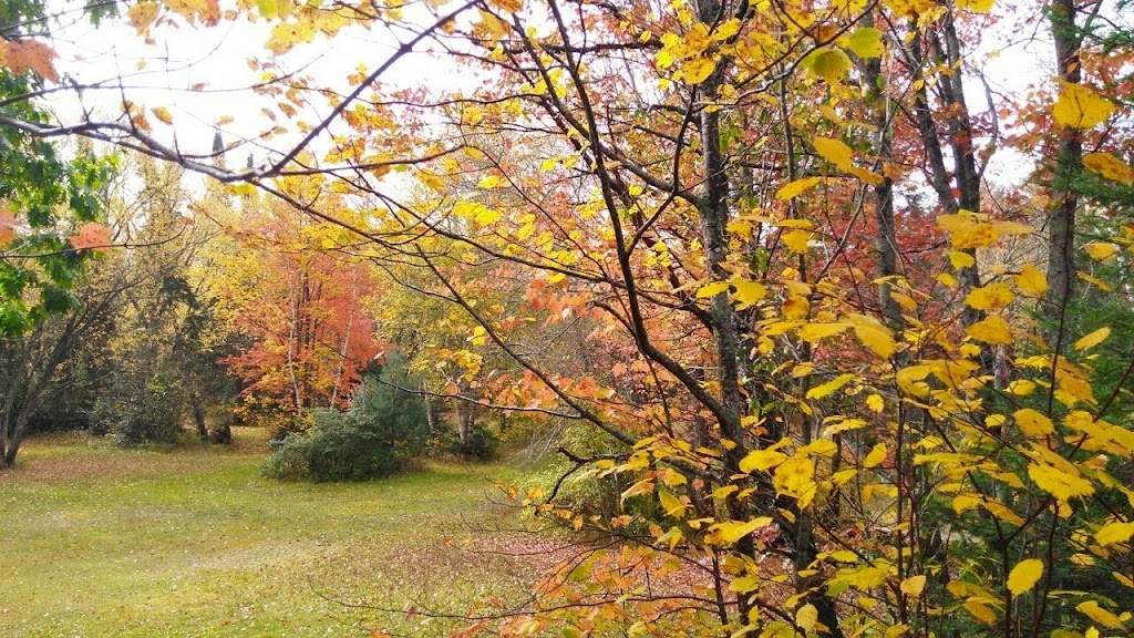 River Bend Cabins Tent Trailer Park | 50 York River Dr, Bancroft, ON K0L 1C0, Canada | Phone: (613) 332-1502