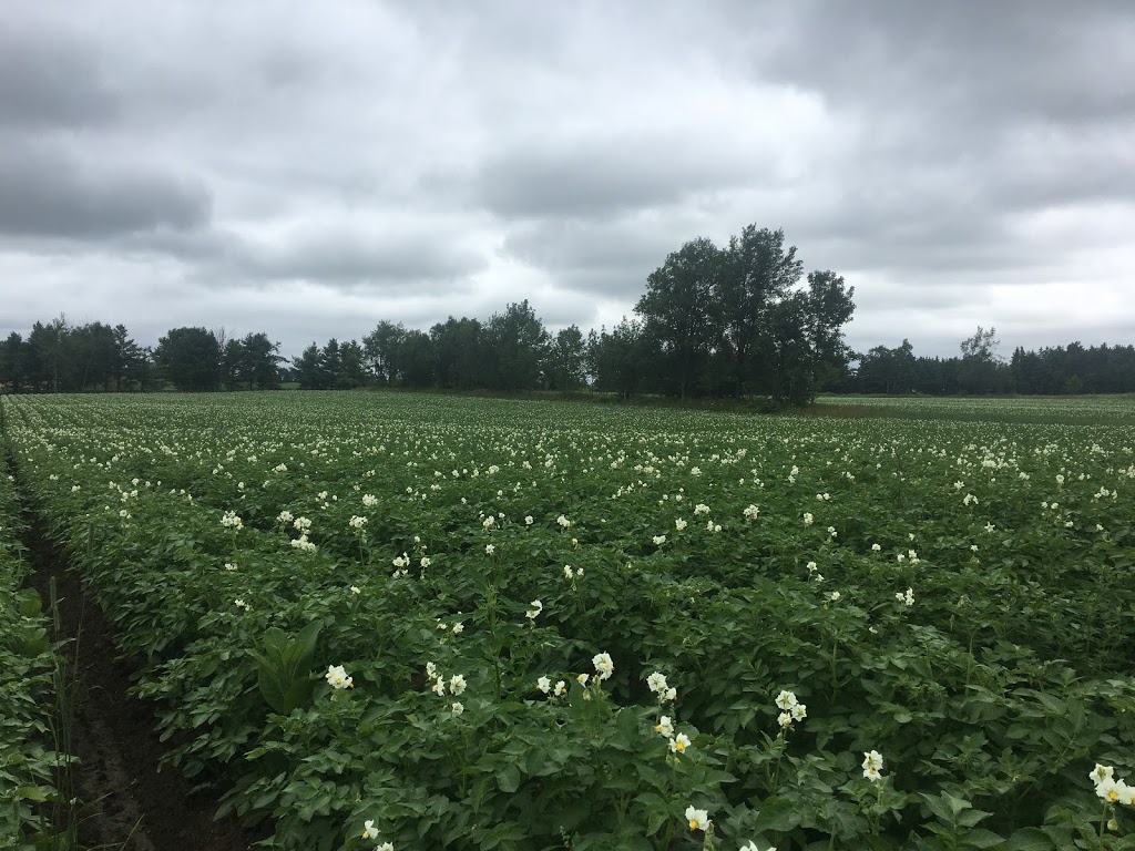 Downey Potato Farms | 477476 3 Line, Shelburne, ON L0N 1S6, Canada | Phone: (519) 925-3209