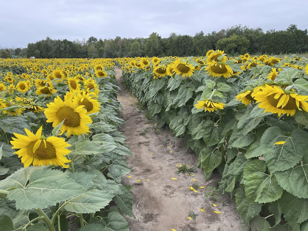 The Little Sunflower Farm | 347 Lindsay St S, Lindsay, ON K9V 4R4, Canada | Phone: (416) 316-9543