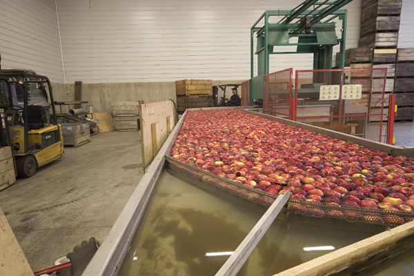 Van Meekeren Farms - Wink Apples | 237 Thorpe Rd, Kentville, NS B4N 3V7, Canada | Phone: (902) 678-2366