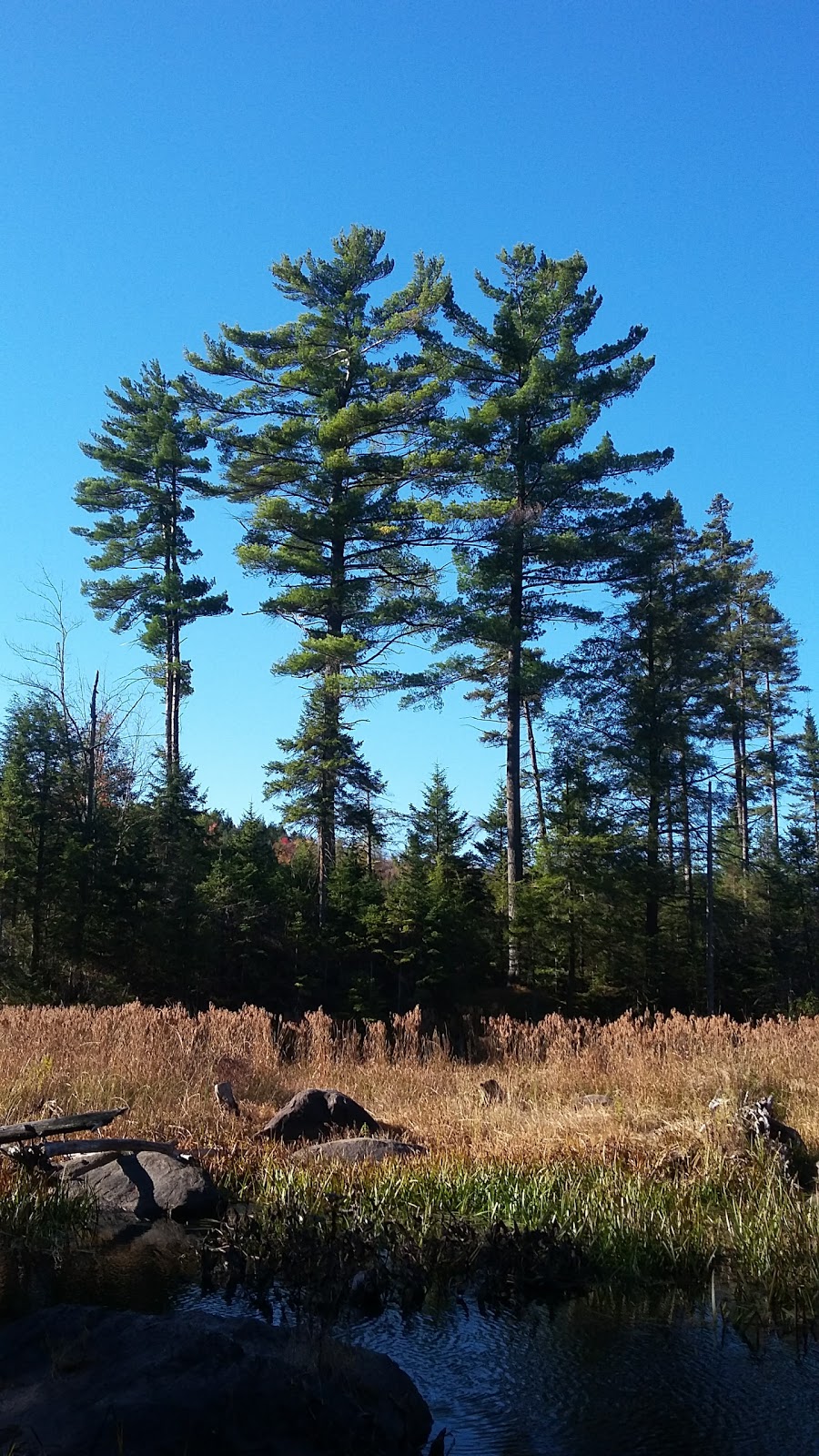 Forêt Héritage | 310 Chemin Filion, Sainte-Anne-des-Lacs, QC J0R 1B0, Canada