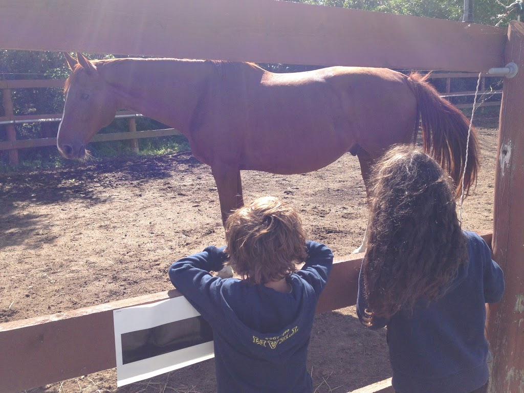 Equestrian Center Équiconnexion | 2588 Chemin Saint-Henri, Mascouche, QC J7K 3C3, Canada | Phone: (514) 242-9623