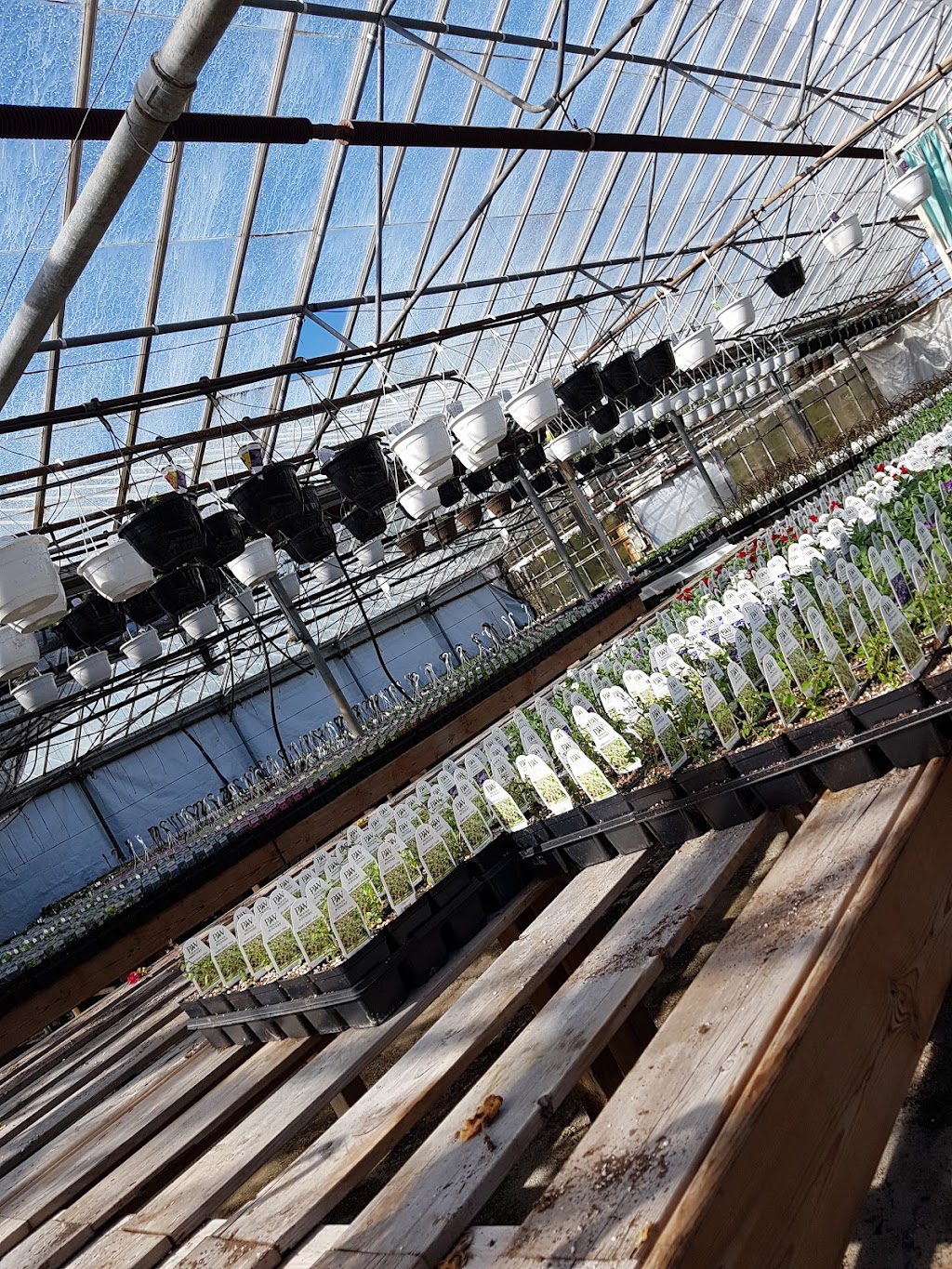 Vanvugt Greenhouses | West Shore Rd, Owen Sound, ON N4K 5N4, Canada | Phone: (519) 376-4537