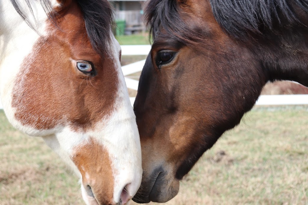 Ranch Traversy | 320 Rte OBrien, Lefebvre, QC J0H 2C0, Canada | Phone: (819) 473-3450