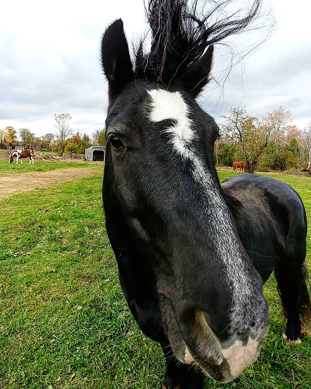 Irish Creek Stables | 6530 Wellington County Rd 34, Cambridge, ON N3C 2V4, Canada | Phone: (519) 658-2998