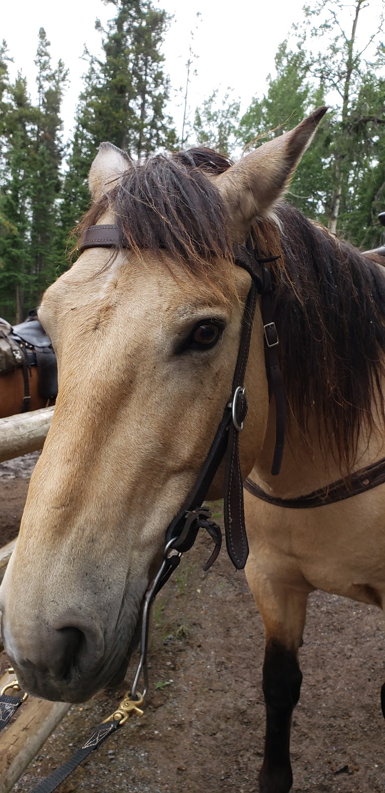 Banff Trail Riders - Corrals | Spray Ave, Banff, AB T1L 1B3, Canada | Phone: (403) 762-4551