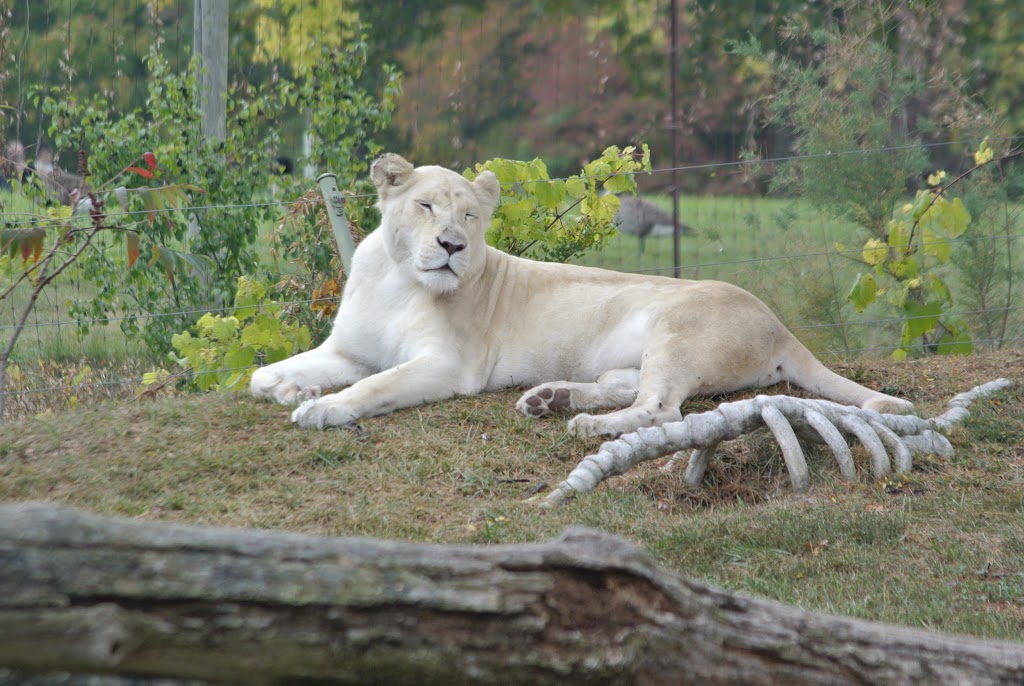 Lion Exhibit | 2000 Meadowvale Rd, Scarborough, ON M1B 5K7, Canada | Phone: (416) 392-5929