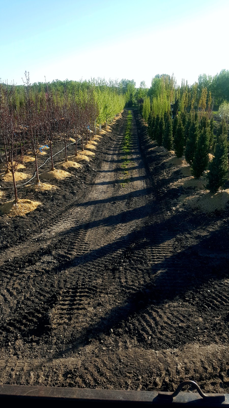 Stewart Tree Farms | 30034 Township Rd 254B, Calgary, AB T3R 1G1, Canada | Phone: (403) 519-9074