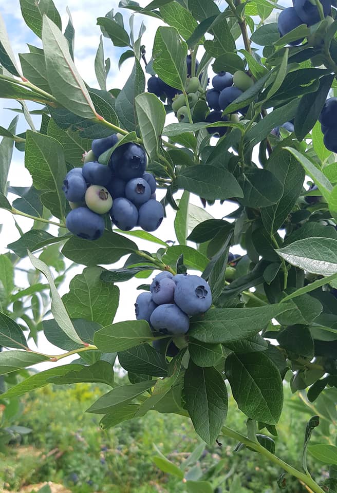 Bleuetière of Palyn Farm | 934 Chem. du Trait-Carré, Saint-Henri, QC G0R 3E0, Canada | Phone: (418) 895-6186