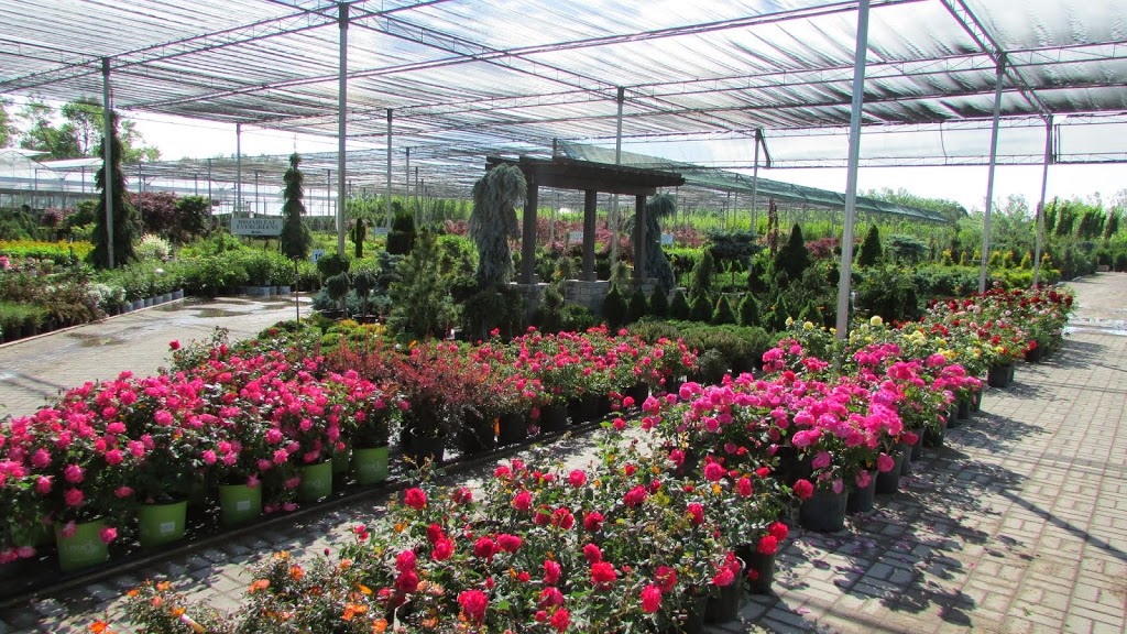 Connon Nurseries | 656 Robson Rd, Waterdown, ON L0R 2H1, Canada | Phone: (905) 689-7433