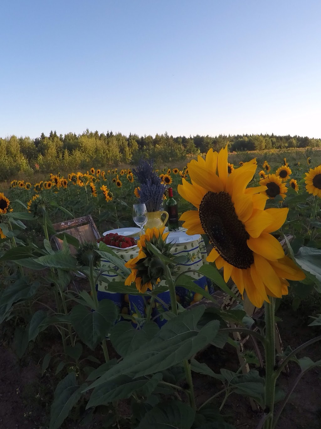 Lavender at Ocean Breeze Farm - Closed for the season | 103 Chemin Goguen, Saint-Édouard-de-Kent, NB E4S 4S5, Canada | Phone: (506) 743-2767